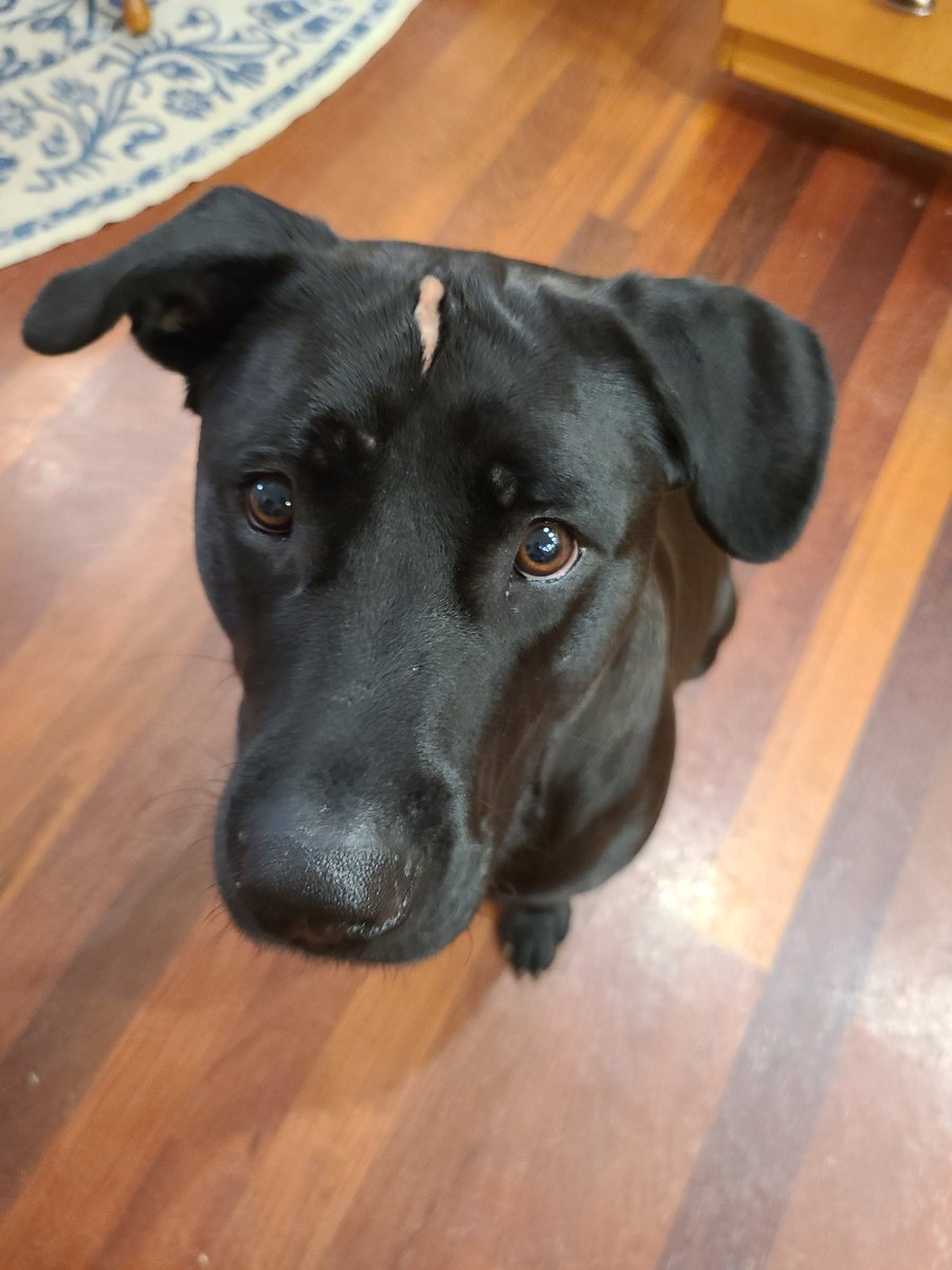 LPadgettPharmD's tweet photo. Someone got a little rowdy while playing with some pup friends (under our deck?) last night. #NuggetIsHarryPotter #SillyLab https://t.co/NGf0KIzBgY