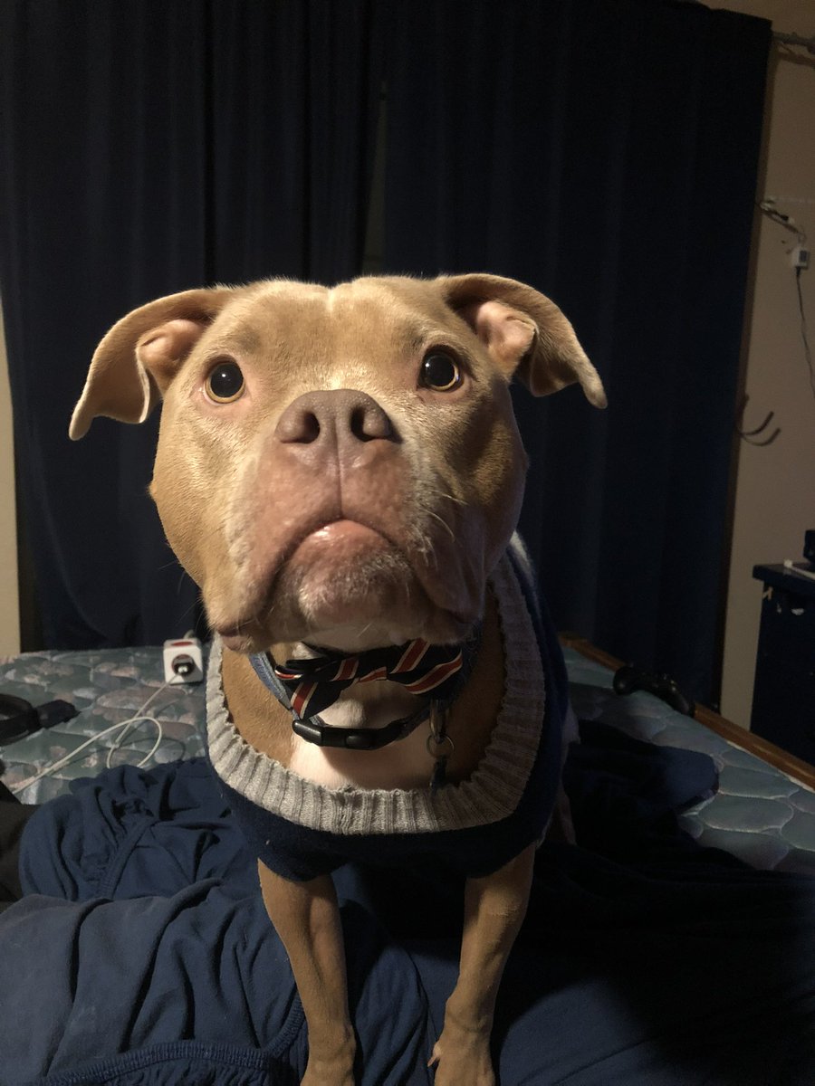 HsorryL's tweet photo. @OleMissFB Winston is ready for the kickoff! 🏈💙❤️@SugarBowlNola #bowtie #gorebels #Pitbull https://t.co/jOKiw7gD1o