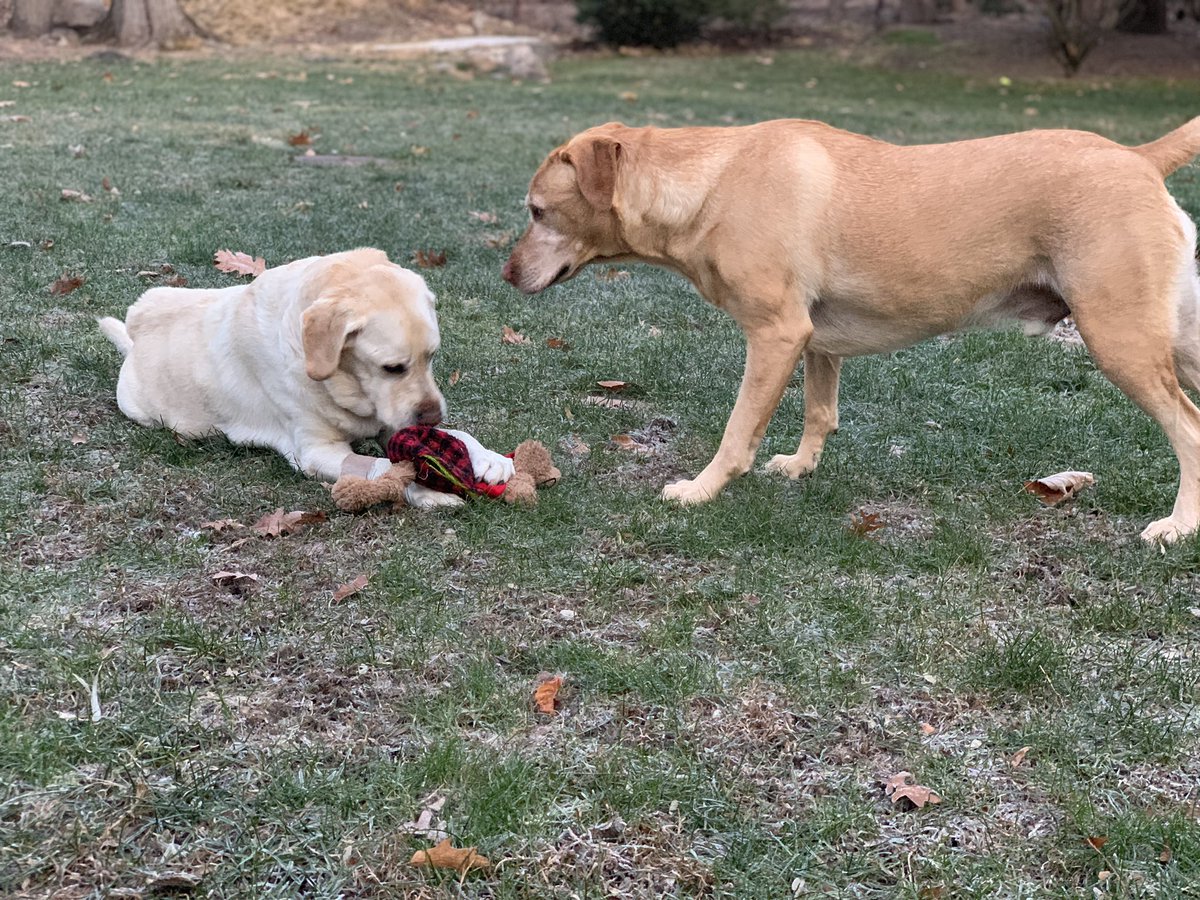 ckindredtoo's tweet photo. @AdamParkhomenko Lincoln (English Lab laying down with toy), and Duke (American Lab standing, wanting toy). Two good boys 🐶🐶 https://t.co/u8eMsiwSYU