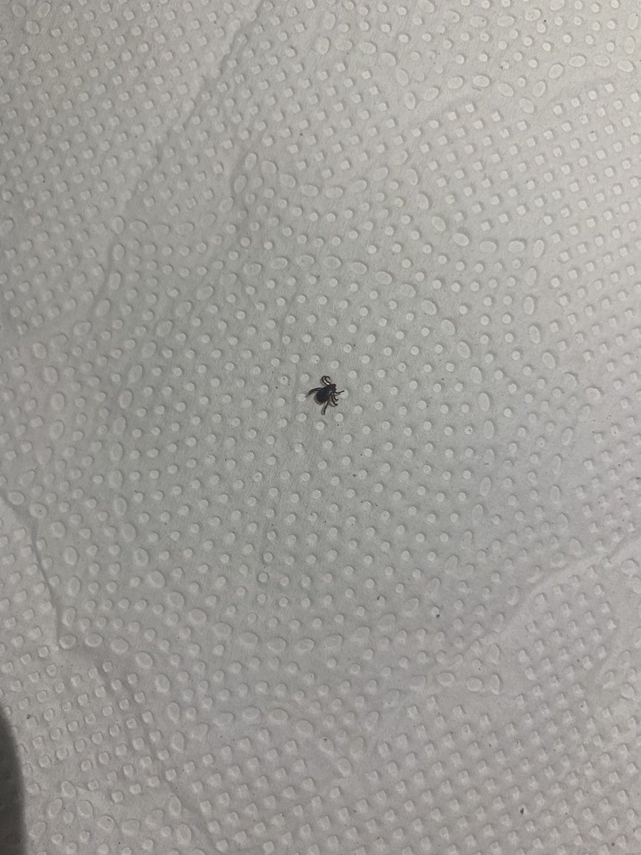 arilsonmachado's tweet photo. @ObsNaturalistas Tem aparecido muito deste inseto em casa. De quem estamos falando, por favor? https://t.co/QvlRv7ZXwI