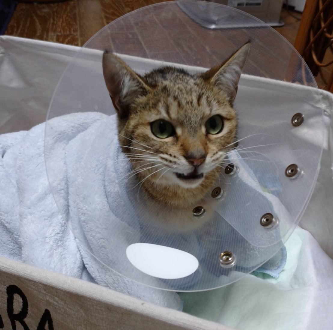 guc_cat's tweet photo. 今日はウチの子記念日になります。ちょうど1年前、折れた脚を引きずり、大きな鳴き声と共に自ら助けを求めてきてきました。その後すぐ保護をして、それからは順調に回復し、今に至ります。これからも健康に長生きして1日でも多く一緒にいて欲しいです。

 #保護猫 https://t.co/gzRlMtoWaI