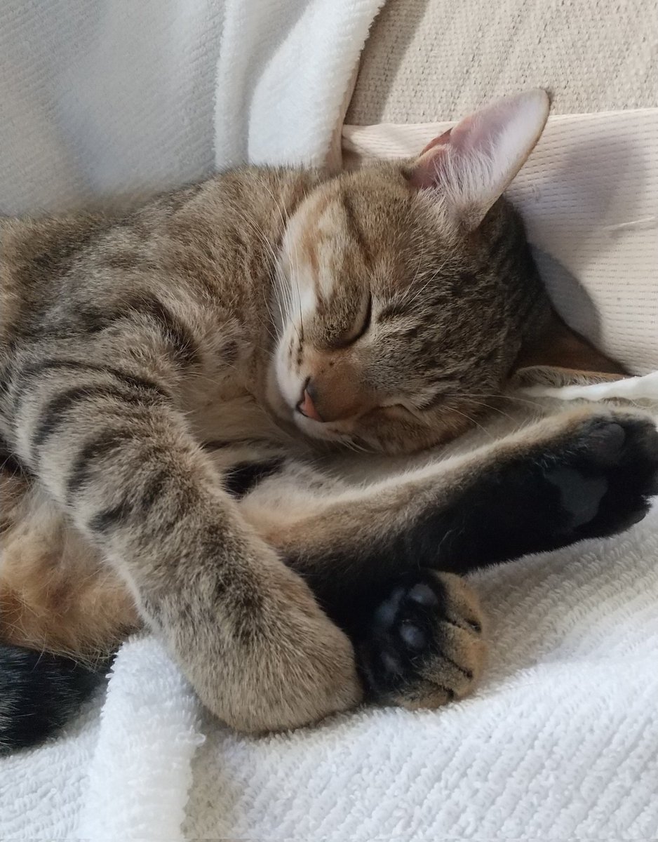 guc_cat's tweet photo. 今日はウチの子記念日になります。ちょうど1年前、折れた脚を引きずり、大きな鳴き声と共に自ら助けを求めてきてきました。その後すぐ保護をして、それからは順調に回復し、今に至ります。これからも健康に長生きして1日でも多く一緒にいて欲しいです。

 #保護猫 https://t.co/gzRlMtoWaI