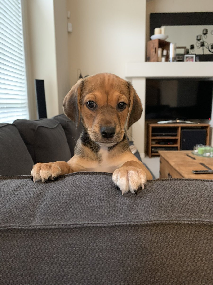 While 2021 was mostly a bust socially thanks to COVID restrictions and a lot of people would like to forget all about it, there was one highlight and addition to our lives! Chico made the smaller bubble easier to take! Happy New Year and let’s make 2022 grrrrrreat!