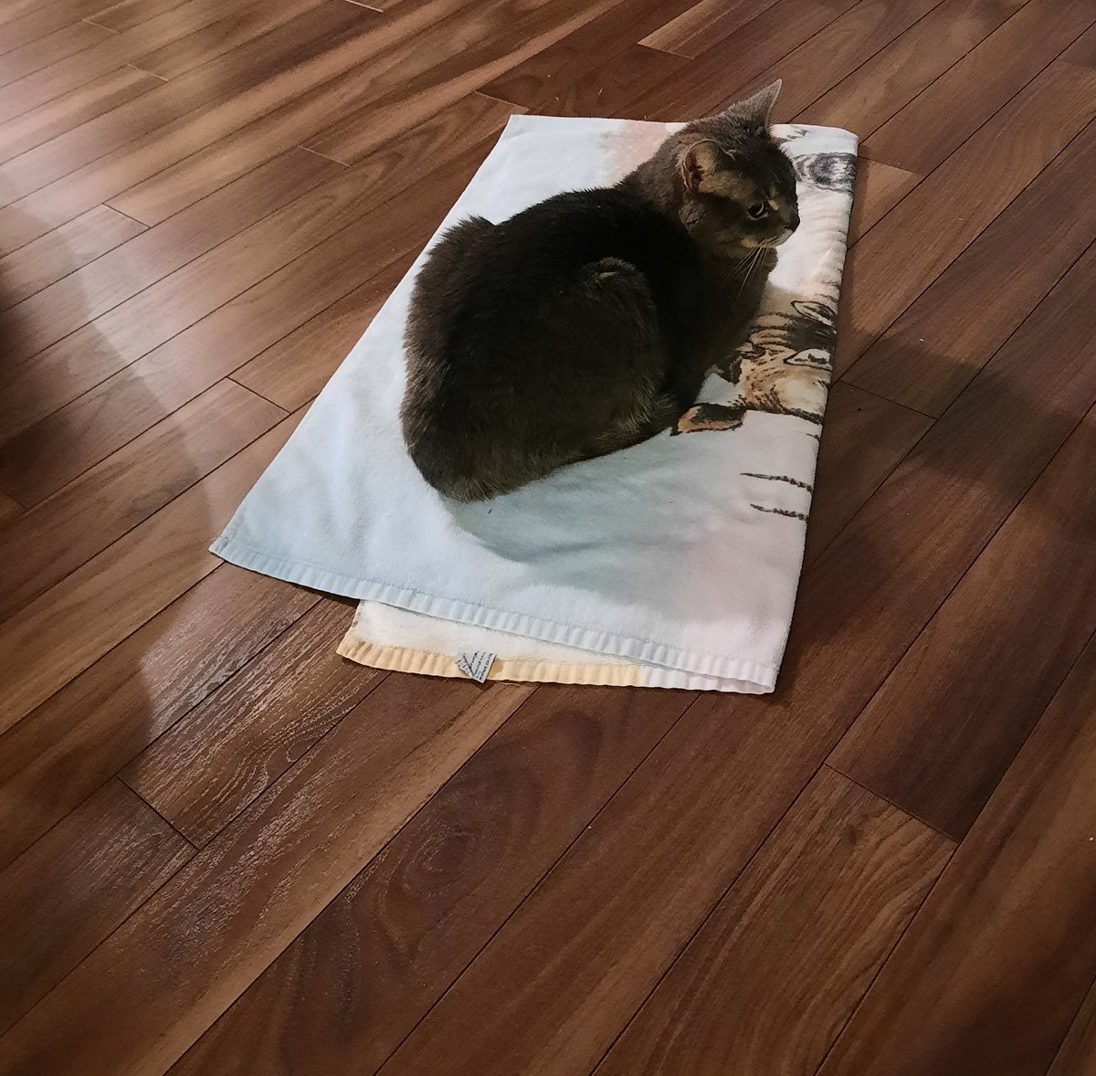 marcilisa4's tweet photo. Elle n'ose pas regarder la télé... Trop nerveuse pour le premier match de Félix ? 🤔😂🐈⬛ Pourtant, il joue bien! Son premier match de 2022 🎾 #ATP #AllezFelix @chapdeluc https://t.co/QZeeK8XWis
