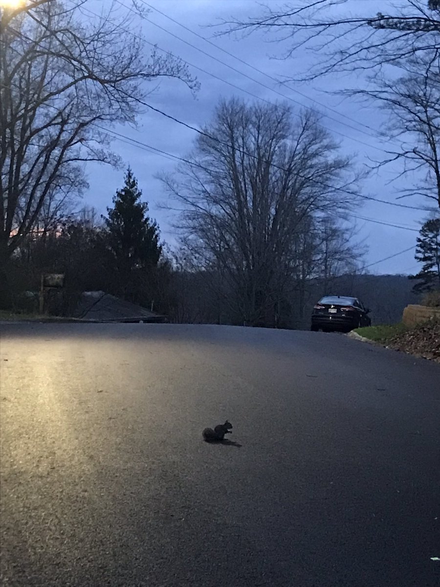 This squirrel 🐿 was chasing his acorn in the street ahead of a storm! Serious game right where!