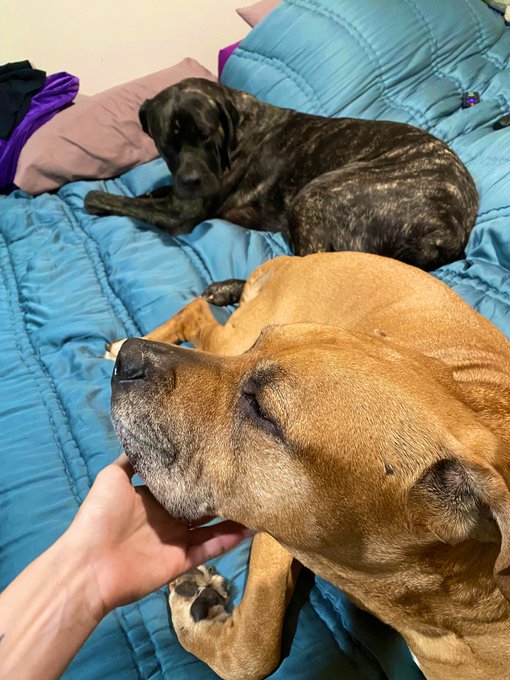 My New Years resolution is to cuddle these babies more 🥰 https://t.co/xiJv7YfXj5<a href="/tag/newprofilepic"class="tags"><span>#newprofilepic</span></a>