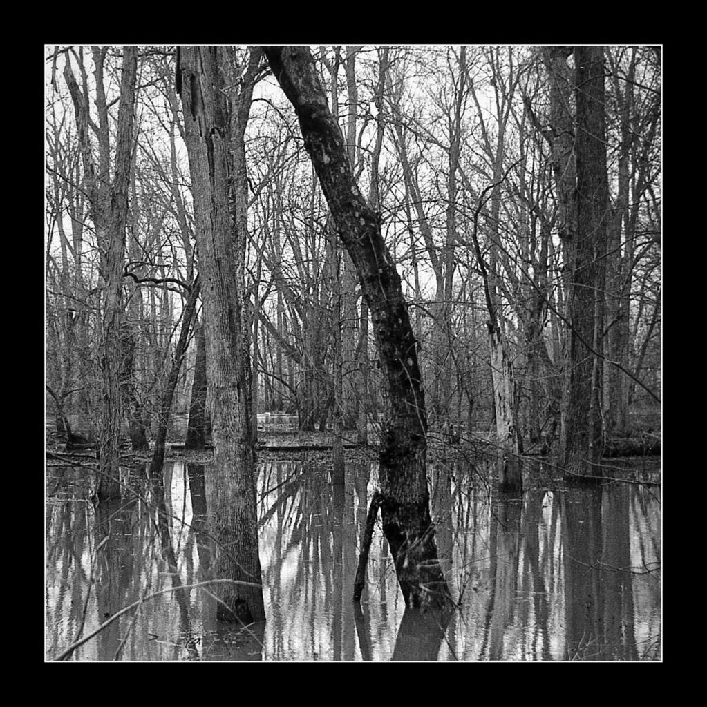 _GentleGentile's tweet photo. First image shot in 2022. Also a test of #fomapan100 developed in Pyrocat HD semi-stand. 

#NikonFM 
#helios_44_2 
#nature 
#pyrocathd 
#semistanddeveloping https://t.co/ncPiO8iRbq https://t.co/9ficKWEiNa