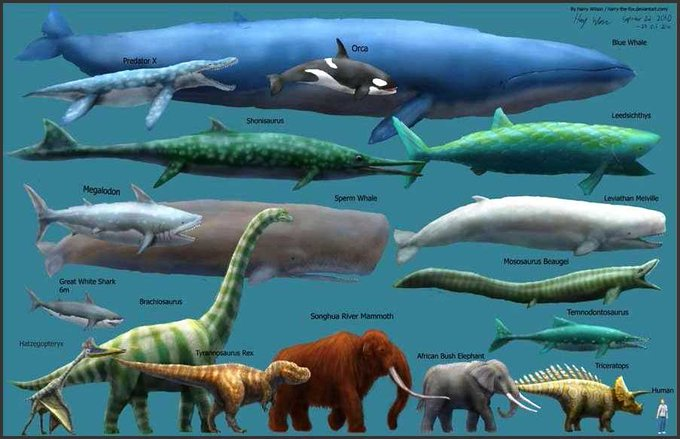 AWhaleADay's tweet photo. How big is a blue whale?  BIG

#whale #Whales #whalefact https://t.co/ZUO7wNtCRc
