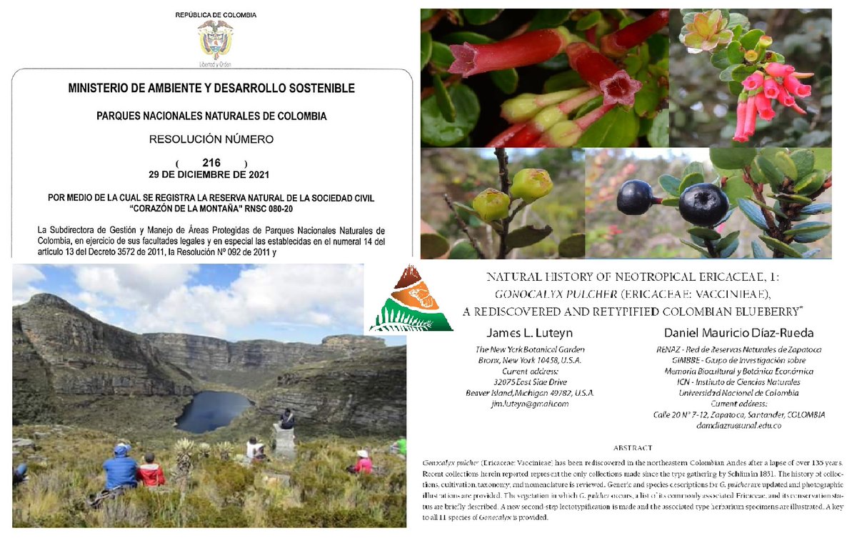 TropicoAlto's tweet photo. Despedimos 2021 con noticias inigualables! Registro de la Reserva #CorazonDeLaMontaña #PáramoLaRusia! Redescubrimiento del #Arándano #GonocalyxPulcher en #Yariguíes tras 135 años! Gracias por recorrer juntos el camino de la conservación! #RedTrópicoAlto #RedRENAZ #HerbarioTriana https://t.co/XZbpTuzP3m