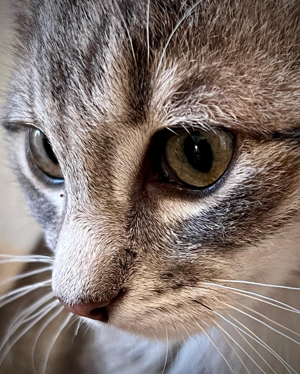 FilRobb's tweet image. Happy New Year folks! Have some kitten! #kittensoftwitter