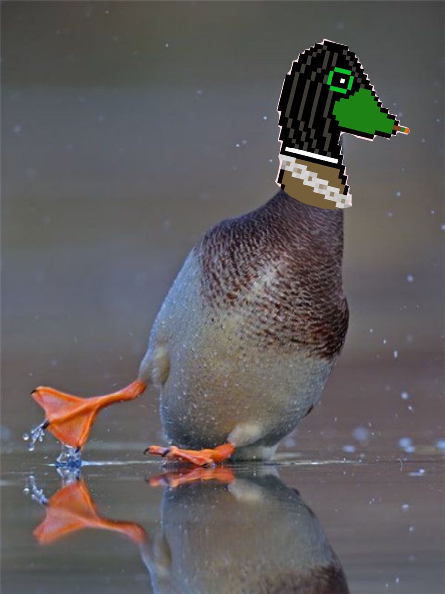 quacksmokers's tweet photo. Slide into the Discord https://t.co/yrqPALI6Hm https://t.co/MUbXDlgKN8