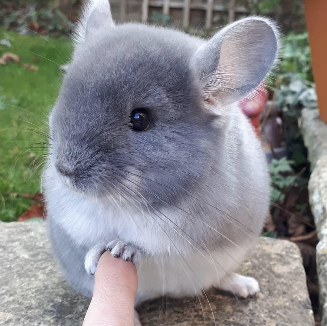 Chinchilla’s cute little hand …