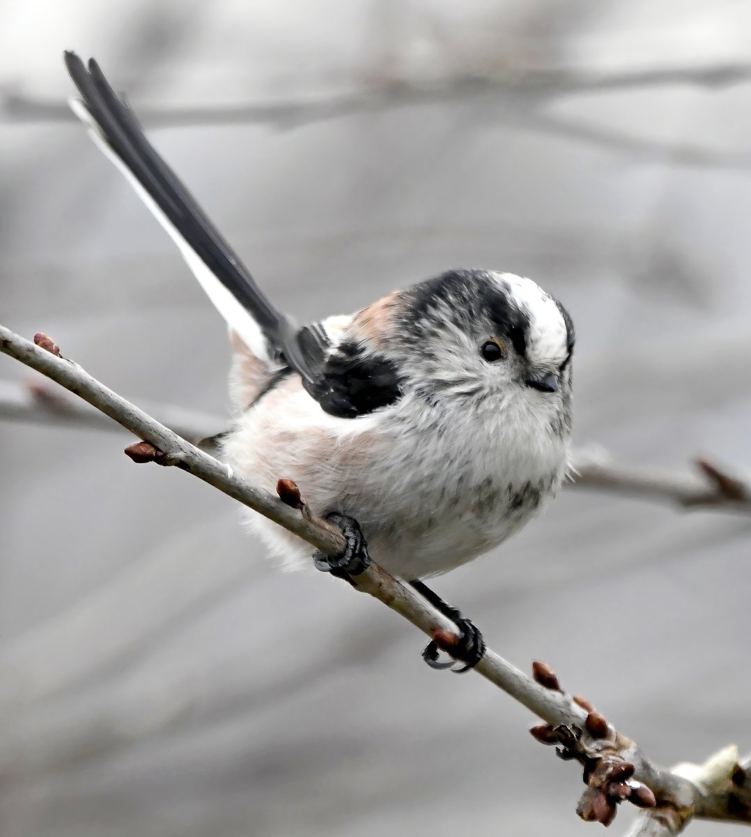 CarlBovisNature's tweet photo. Here's a cute Long Tailed Tit for New Years Day, because you all deserve it! 🥰🙏♥️
#TwitterNatureCommunity 🐦 https://t.co/W4iN8Ekehk