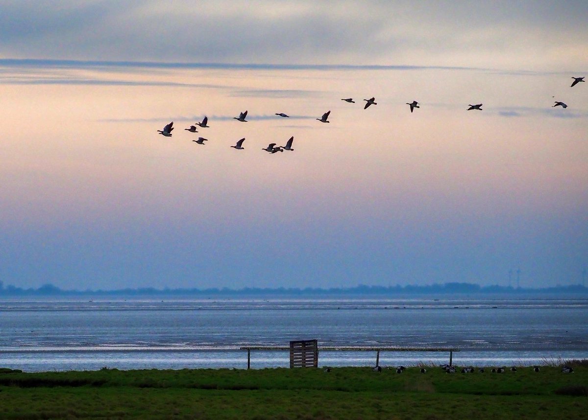Natura 2000 Drenthe (@n2000drenthe) on Twitter photo Heerlijk om eens buiten Drenthe rond te kijken. Vandaag de Dollard opgezocht en genoten van het Wad, strandlopers, zeehonden en magistrale uitzichten. Bedankt <a href="/GR_Landschap/">Het Groninger Landschap</a> <a href="/Henkstaghouwer/">Henk Staghouwer</a> <a href="/marcoglastra/">marco glastra</a> Heerlijk om eens buiten Drenthe rond te kijken. Vandaag de Dollard opgezocht en genoten van het Wad, strandlopers, zeehonden en magistrale uitzichten. Bedankt <a href="/GR_Landschap/">Het Groninger Landschap</a> <a href="/Henkstaghouwer/">Henk Staghouwer</a> <a href="/marcoglastra/">marco glastra</a>