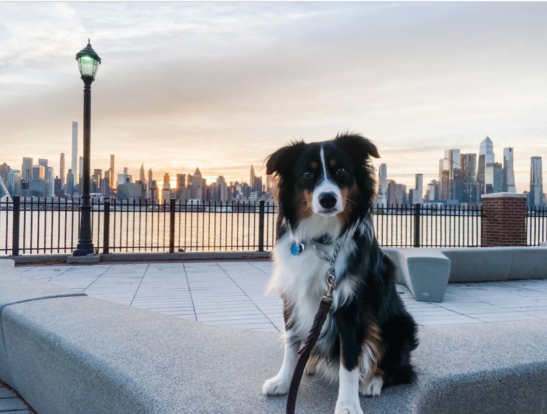 RiverHouse11apt's tweet photo. Feeling cute and ready for 2022 🐾 📷: @cometthewigglebutt https://t.co/mcQ2jCb8P9