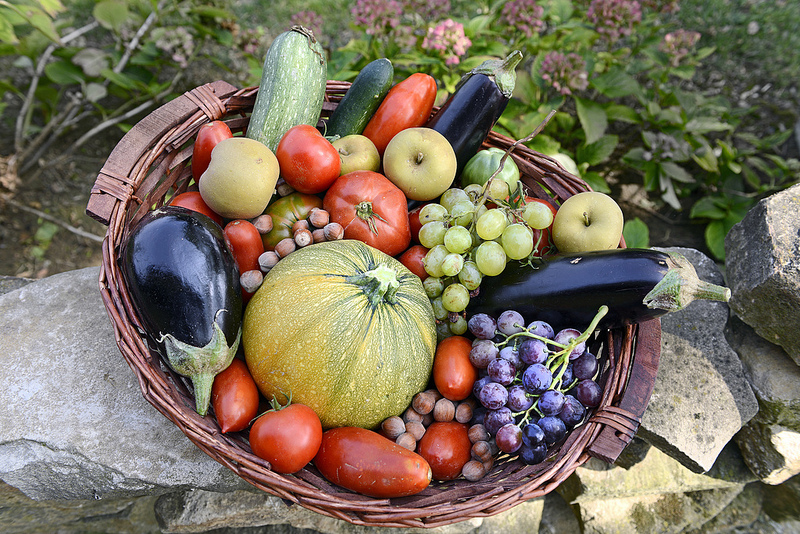 созревай урожай. осенний огород. урожай осенью. поле с тыквами. осень сбор урожая.
