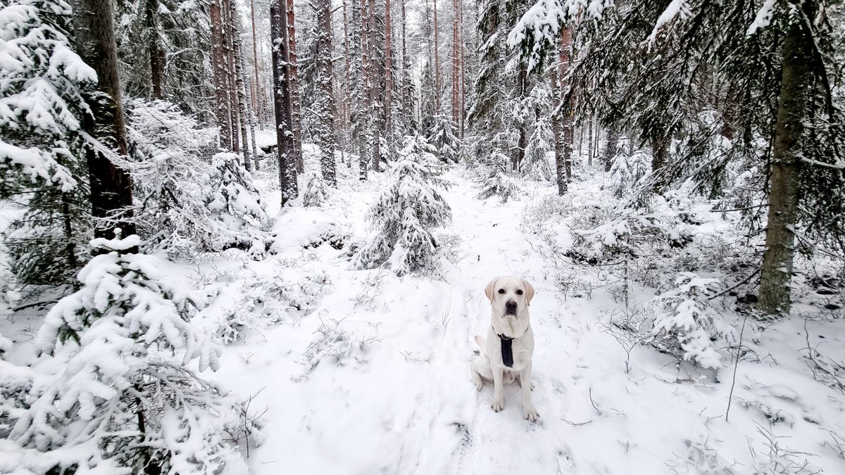 TyttiJ's tweet photo. @MoisioJuha Noi gorgi-korvat on kyllä upeat ja niillä varmasti kuuluu paukkeet super-kovaa! Lepoa ja terveisiä täältä labbikselta, jolla eka UV-aatto takana. Lurpat olivat korvien suojana, joten en paukkeesta ollut moksiskaan, mutta olisin kovin halunnut lähteä noutamaan niitä raketteja! 😅 https://t.co/3iqfAQtvKH