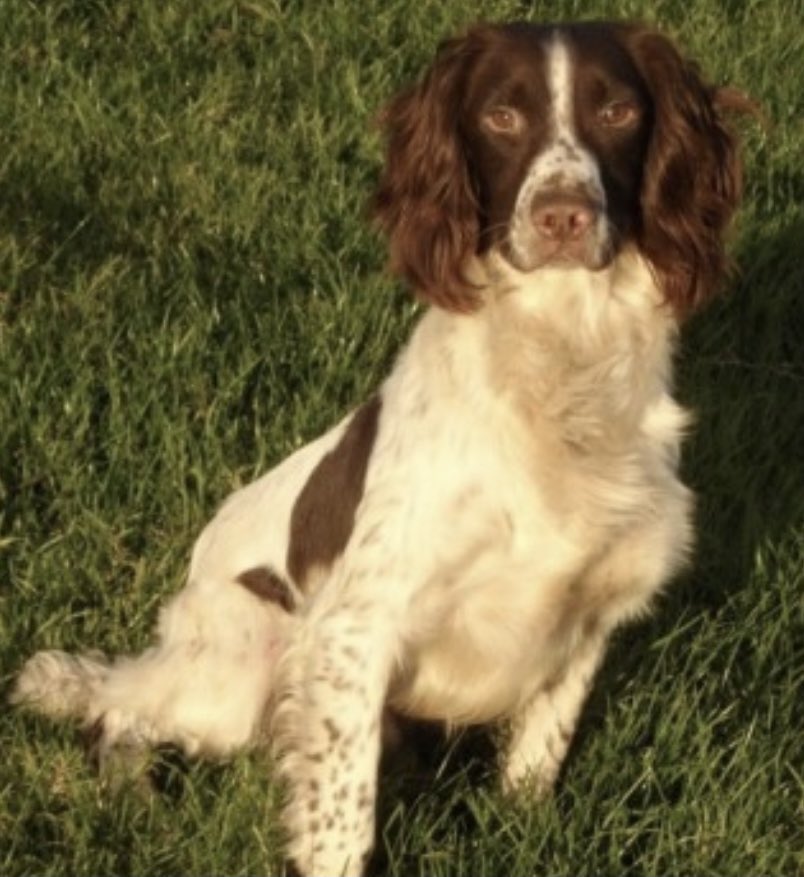 spaniel alert tweet media