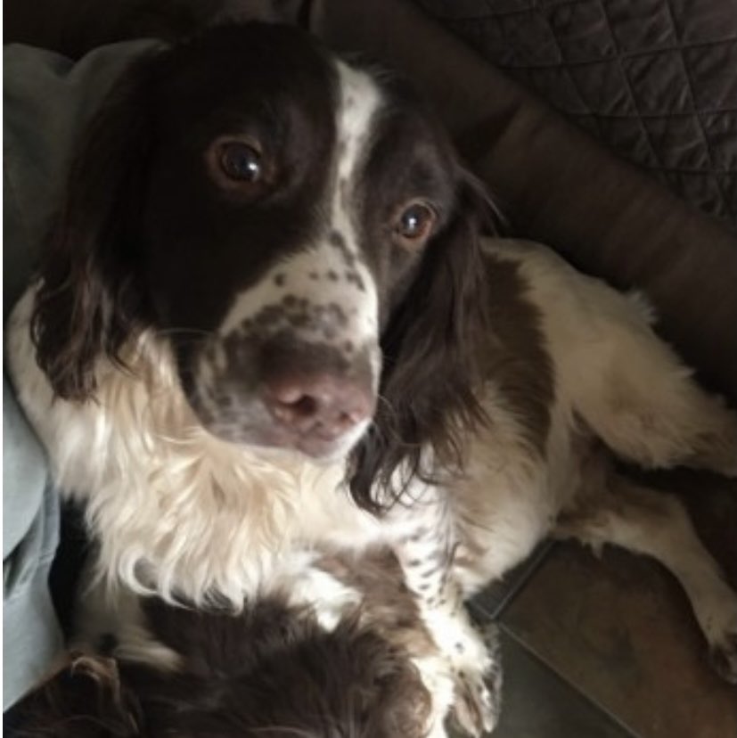 spaniel alert tweet media