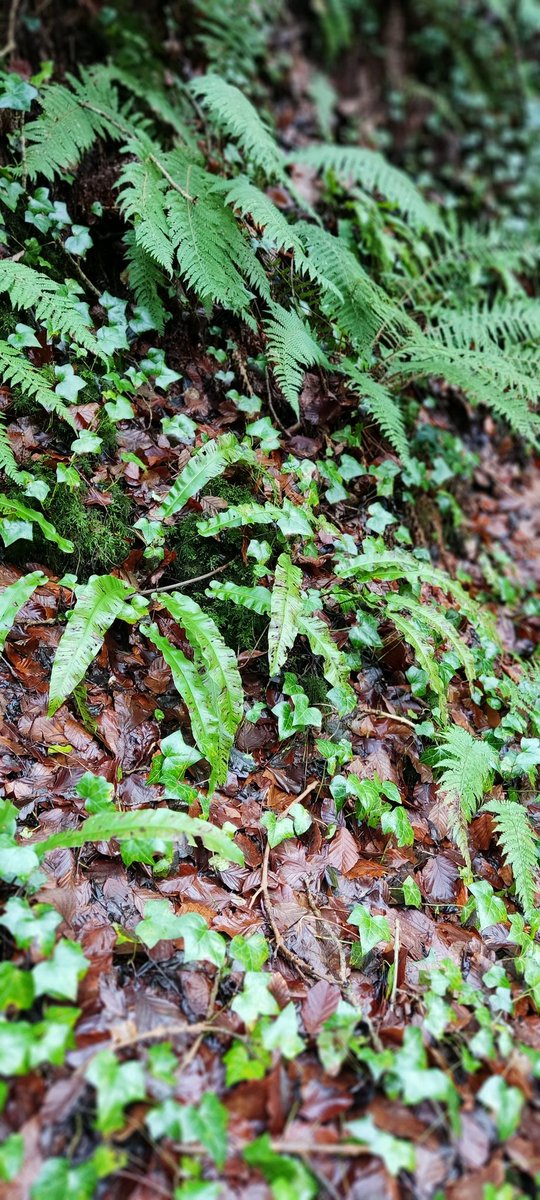 Le0Gavin's tweet photo. I now understand that my walls have a deficiency of ferns https://t.co/K15pP3QtEd