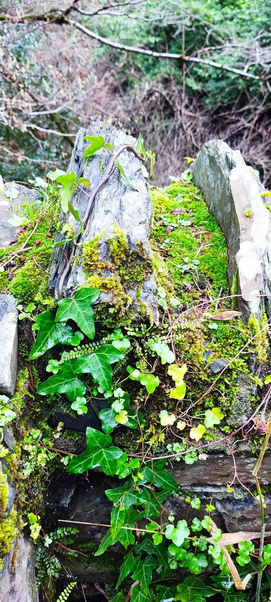 Le0Gavin's tweet photo. I now understand that my walls have a deficiency of ferns https://t.co/K15pP3QtEd
