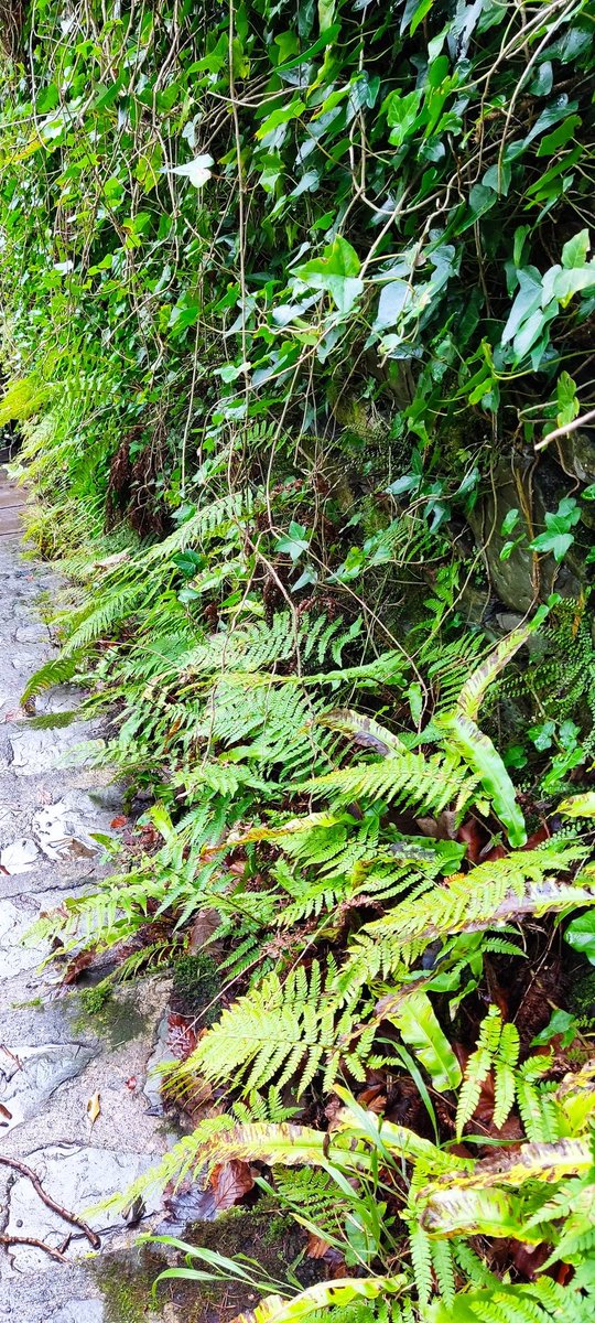 Le0Gavin's tweet photo. I now understand that my walls have a deficiency of ferns https://t.co/K15pP3QtEd
