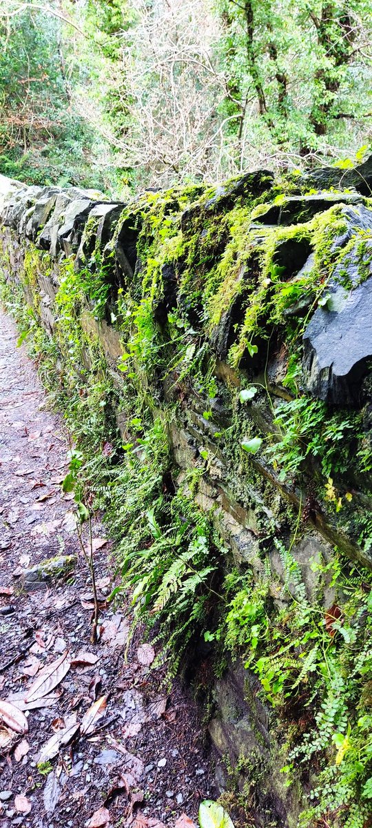 Le0Gavin's tweet photo. I now understand that my walls have a deficiency of ferns https://t.co/K15pP3QtEd