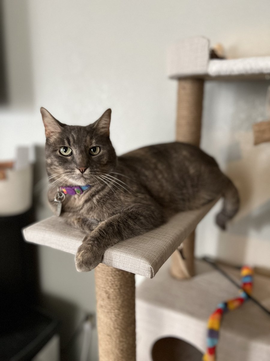 Meet our new cat, my long time homie Haku🐲🐱