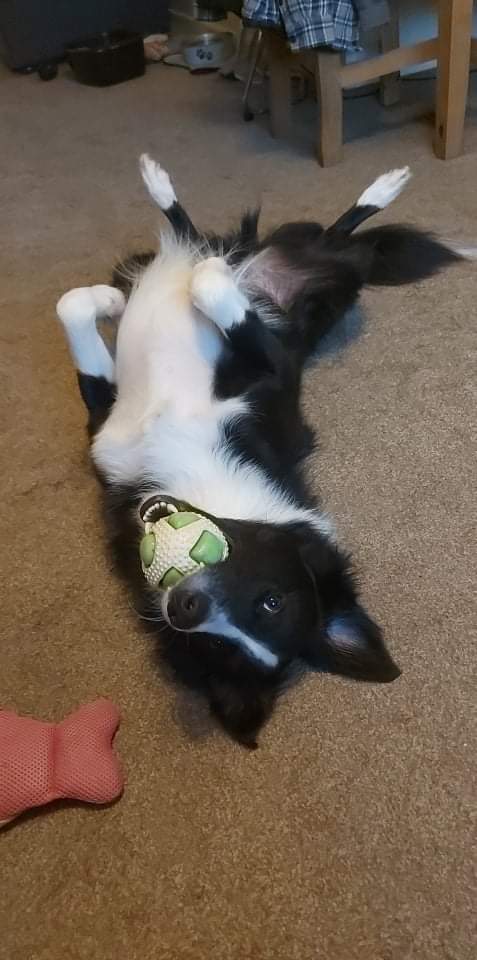 Welp, last Socks update. His little body had enough and we had to take him to the farm. He put up a good fight bless him, it was just too much he wasn't Socks anymore, he was suffering and just didn't have anything left to give.