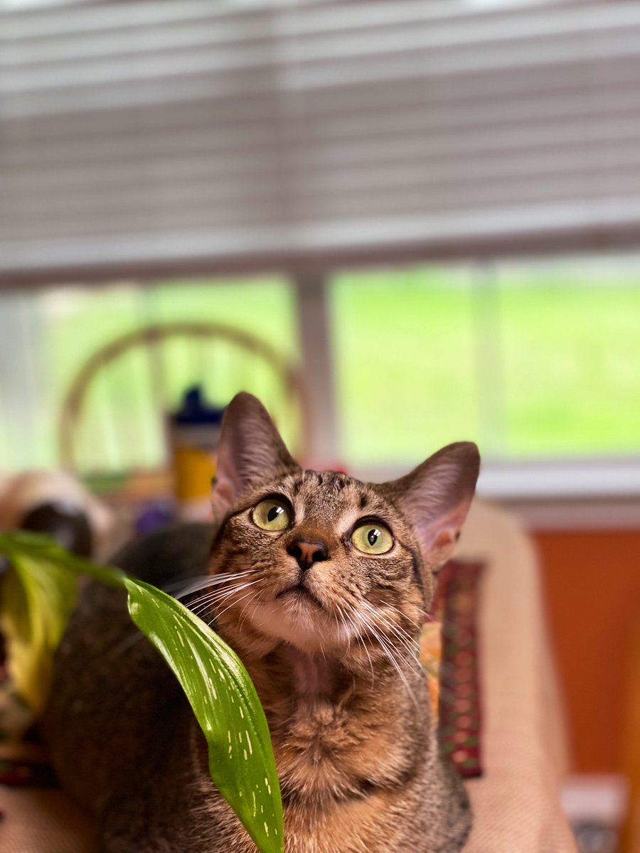 Rennnyrunner's tweet photo. Happy #Caturday! #snickers #mskitty https://t.co/AUaFSclTm1