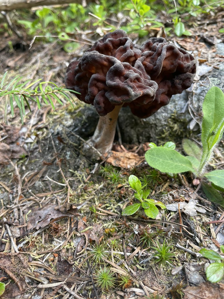 Kestrel_Rose's tweet photo. Happy New Years #MushroomTwitter β€οΈ My #Fungiβs and #Fungals!!! β€οΈππ πβ€οΈ Party On!!! 2022 The Best Findsβ-Yet to Come. https://t.co/HQOhBGilw4