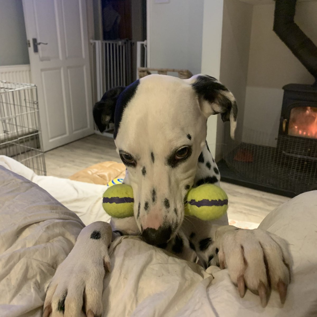 Miniclick_'s tweet photo. Grandma got an ace new toy for Xmas.
#dogsoftwitter #dalmatians #spottydogs https://t.co/8zzyhtE3IV