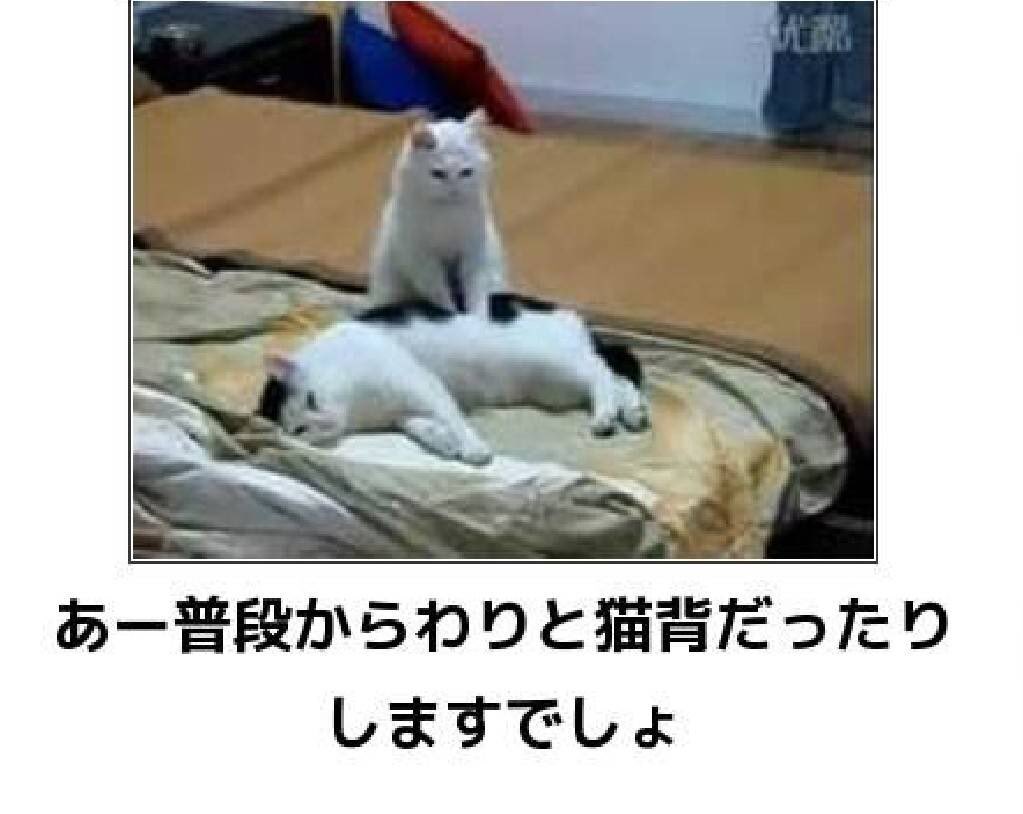 猫大好き 癒し猫ニャン 寝正月 猫癒し 猫好きさんと繫がりたい おもしろ猫画像 T Co 45zji2qhjr Twitter 猫大好き 癒し猫ニャン 寝正月 猫癒し 猫好きさんと繫がりたい おもしろ猫画像 T Co 45zji2qhjr Twitter