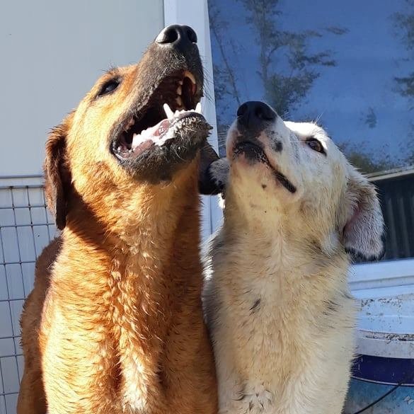 DNVSaveanimals's tweet photo. Two DNV dogs, who rarely feature in pictures are the longest residents, Brother and Sister Romeo and Alex. 
Available for adoption. Please contact us
dnvdaveanimalsuk@gmail.com https://t.co/BVPuOeFFVF