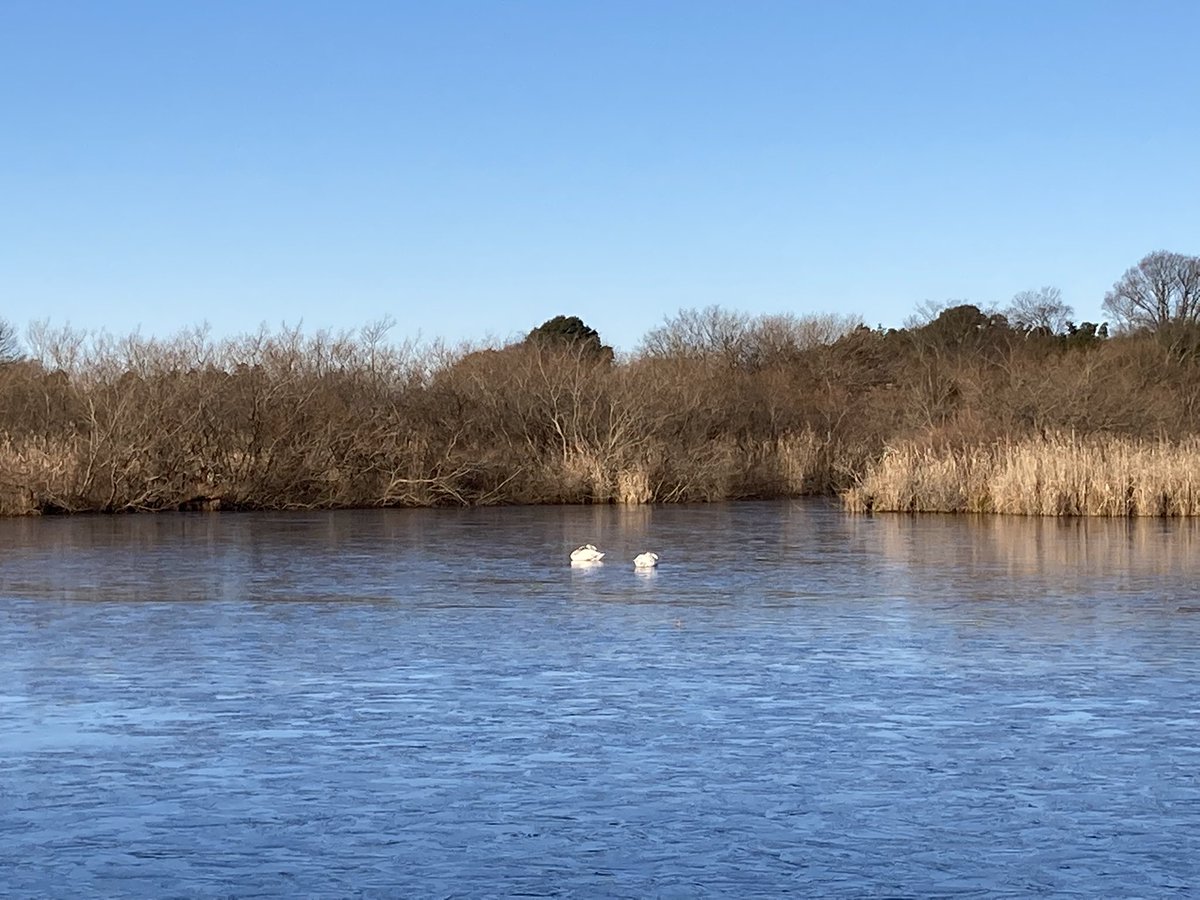 おはようございます🌞 白鳥がいる🦢沼に訪ねてみました^_^ 沼が凍ってますねー🥶