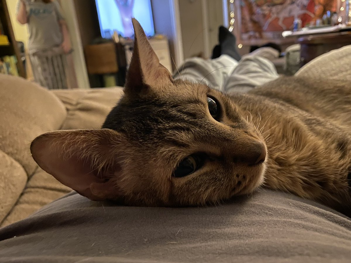 I love to cuddle with my Daddy. He’s so warm. #CatsOnTwitter #Caturday #CatsofTwittter #Cat #kittycat #catsofinstagram #meow