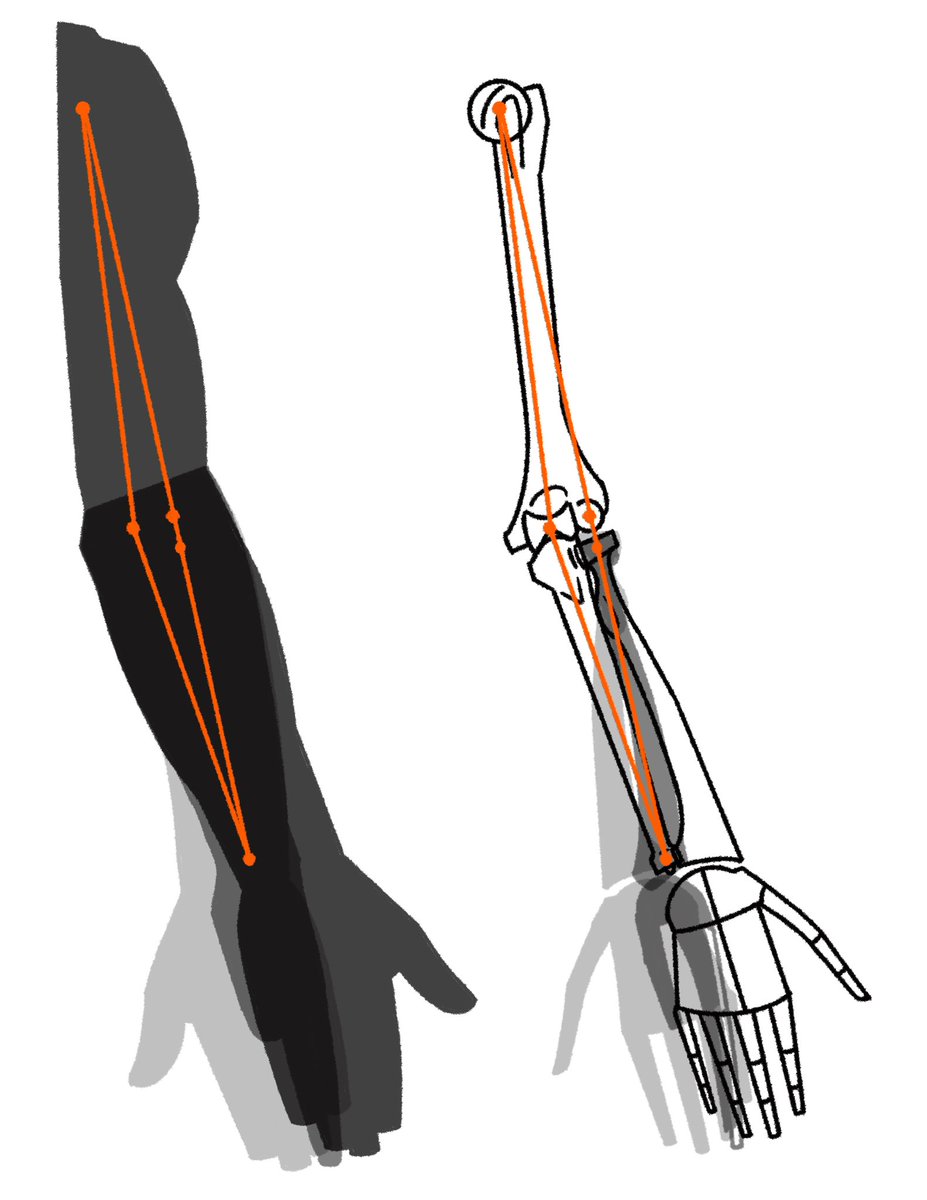 「腕の関節の位置関係(バメスに基づく) 」|伊豆の美術解剖学者のイラスト