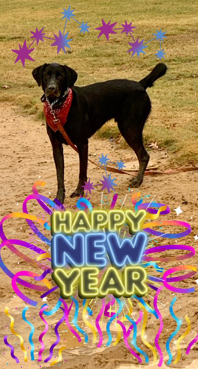ShopDogs1's tweet photo. Wishing everyone a Happy and Healthy New Year!

#dogs #Dogsoftwitter #dogsofinstagram #blacklab #weratedogs #dogslife #dogsoftwitter #doglovers #dogsarethebest #shopdog #fortheloveofpets https://t.co/hb4j4gZ2Yd