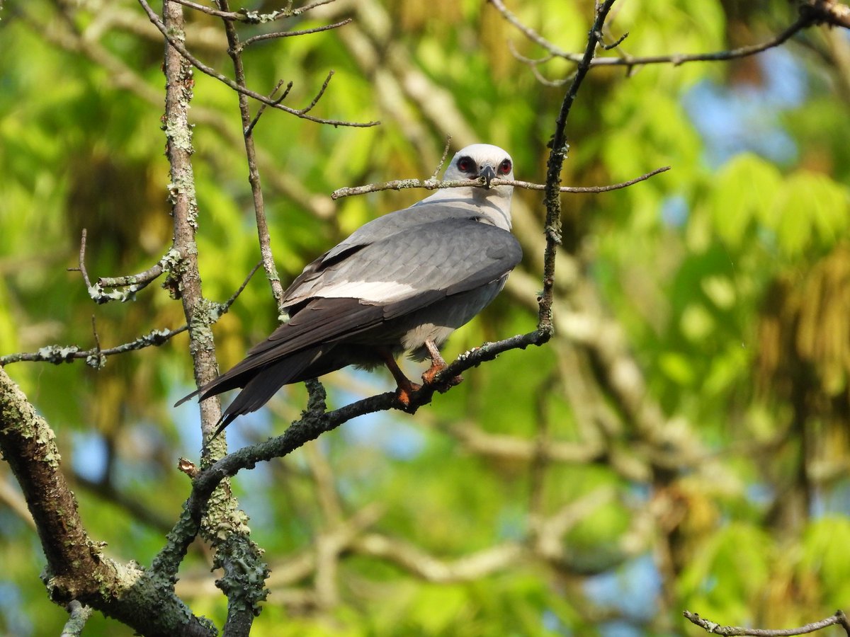 Of all my #BirdsSeenIn2021, the #MississippiKite was my favorite. Lexington KY is further north than they are usually found, but my local park had an easily viewable nest this year, so I was able to see the entire breeding season! Chicks in threaded tweets. #birdwatching #birds