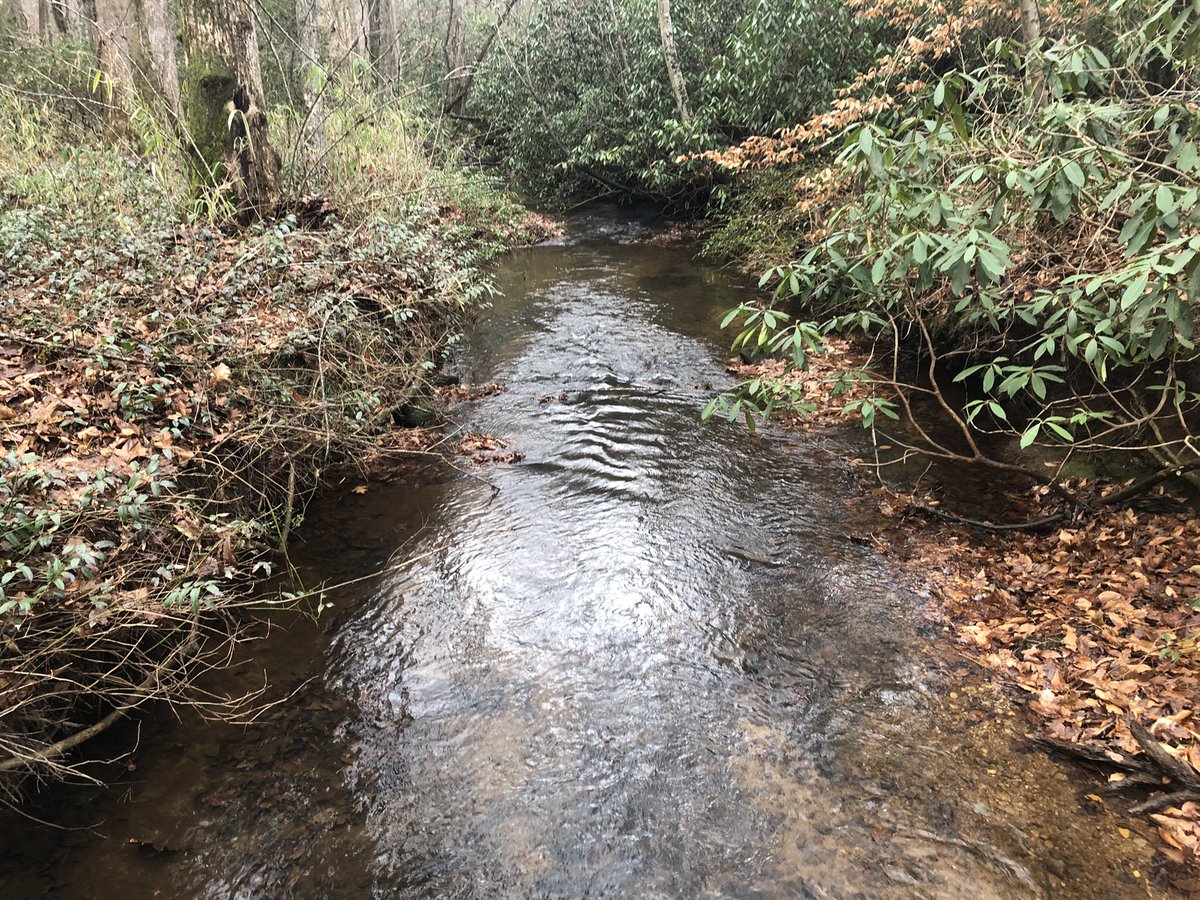 Jasongreer's tweet image. Damp, warm day, but always good to set out for a New Years Day hike at Paris Mountain state park @SC_State_Parks #StepsInSCStateParks or #FirstDayHikes