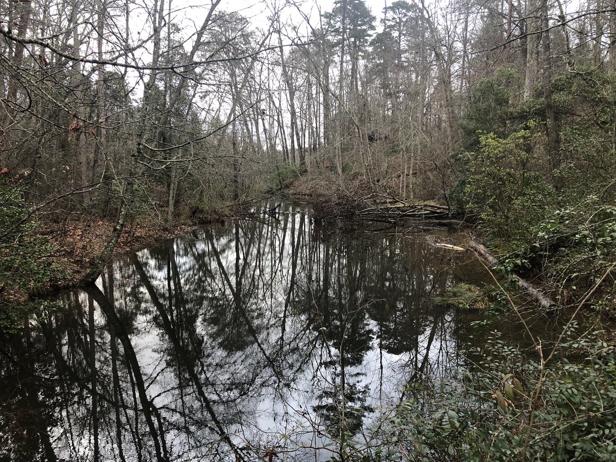 Jasongreer's tweet image. Damp, warm day, but always good to set out for a New Years Day hike at Paris Mountain state park @SC_State_Parks #StepsInSCStateParks or #FirstDayHikes