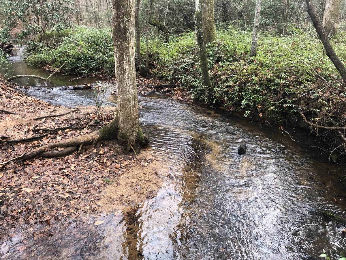 Jasongreer's tweet image. Damp, warm day, but always good to set out for a New Years Day hike at Paris Mountain state park @SC_State_Parks #StepsInSCStateParks or #FirstDayHikes