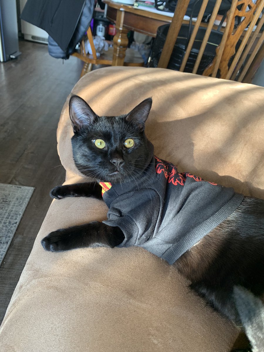 mecunningham12's tweet photo. I bought my cat a Gryffindor house hoodie today and he actually likes it IM CRYING https://t.co/oxKgKqf5rt