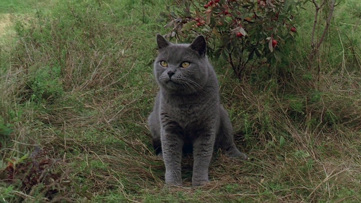 apostIIe's tweet image. pet sematary (1989)
