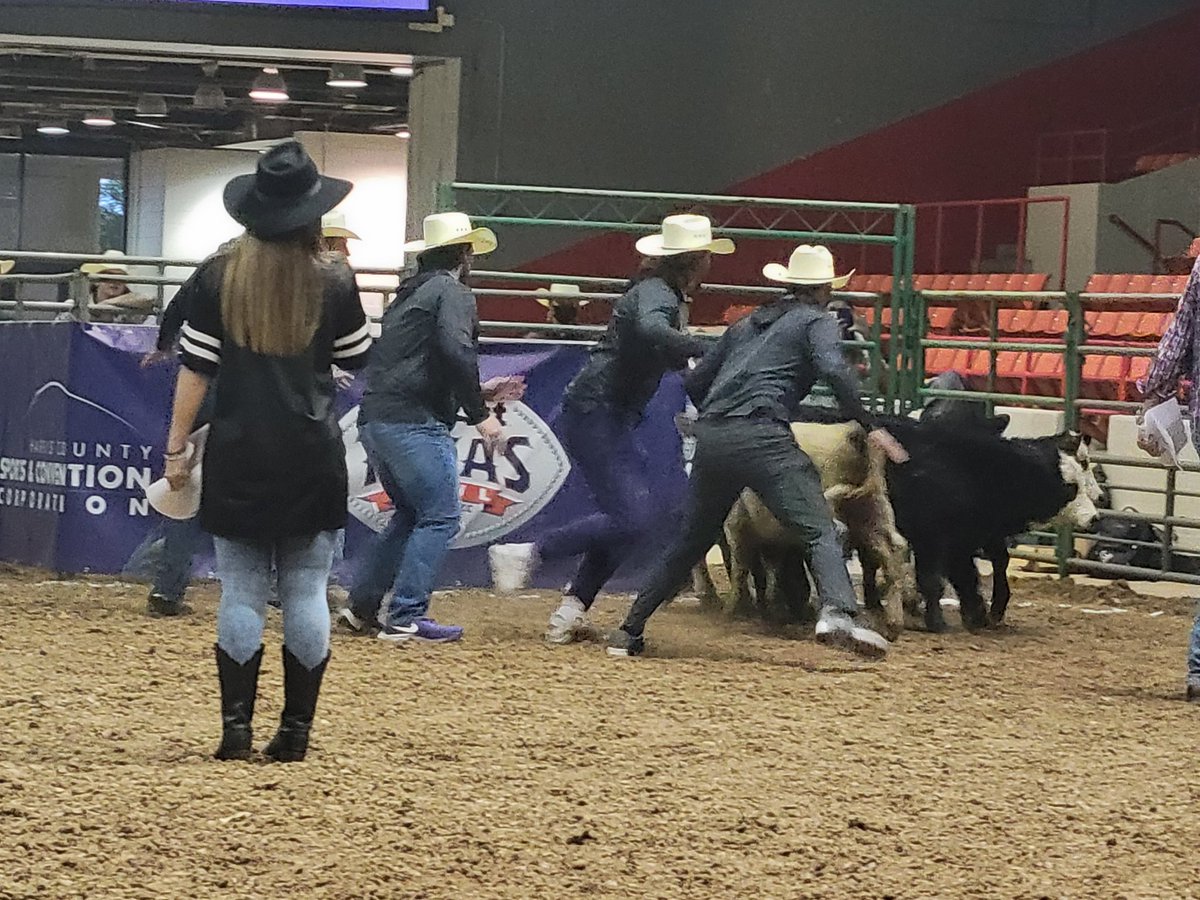 RedditCFB's tweet photo. K State pins all five calfs in 21 seconds. https://t.co/v6iSsucSnJ