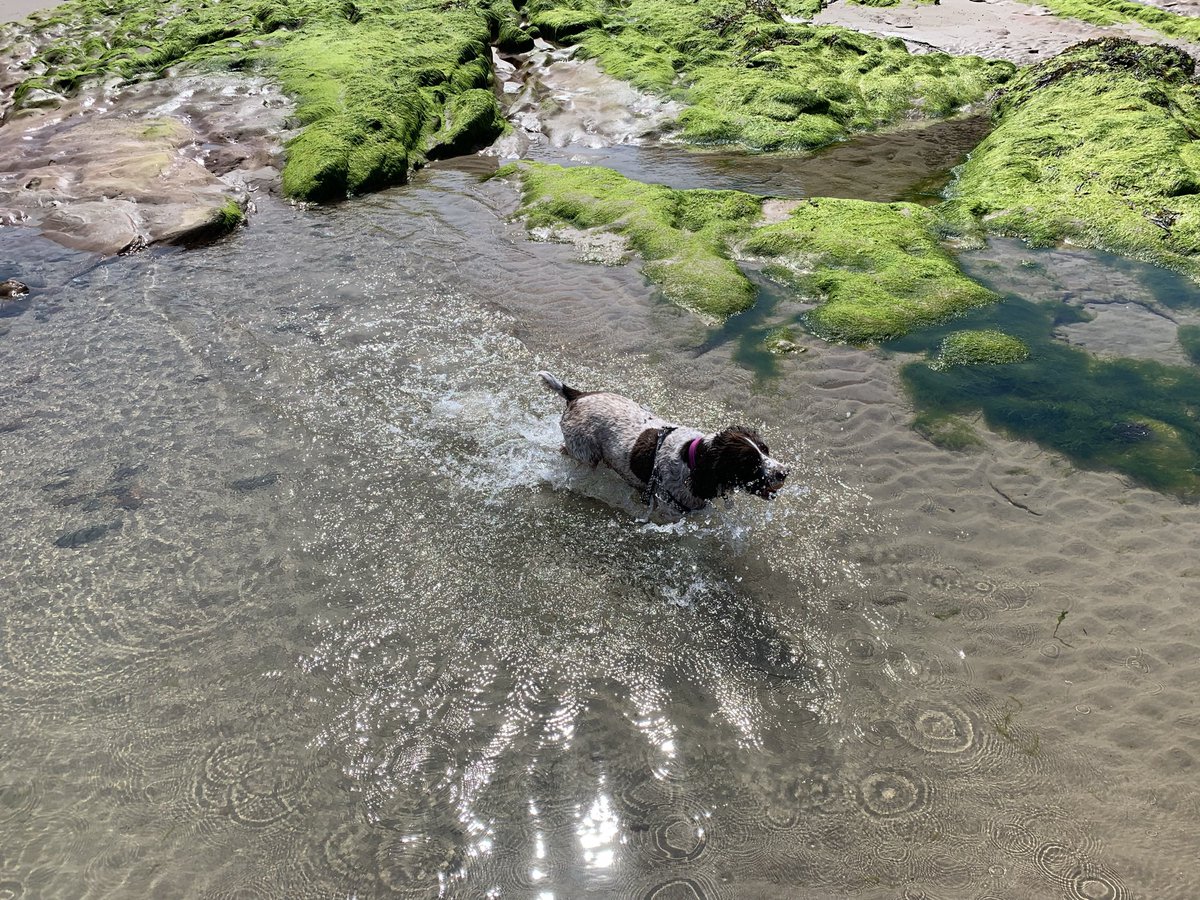 billbraviner's tweet image. Here’s #RubyDog - she likes anything by Bach, obvs…