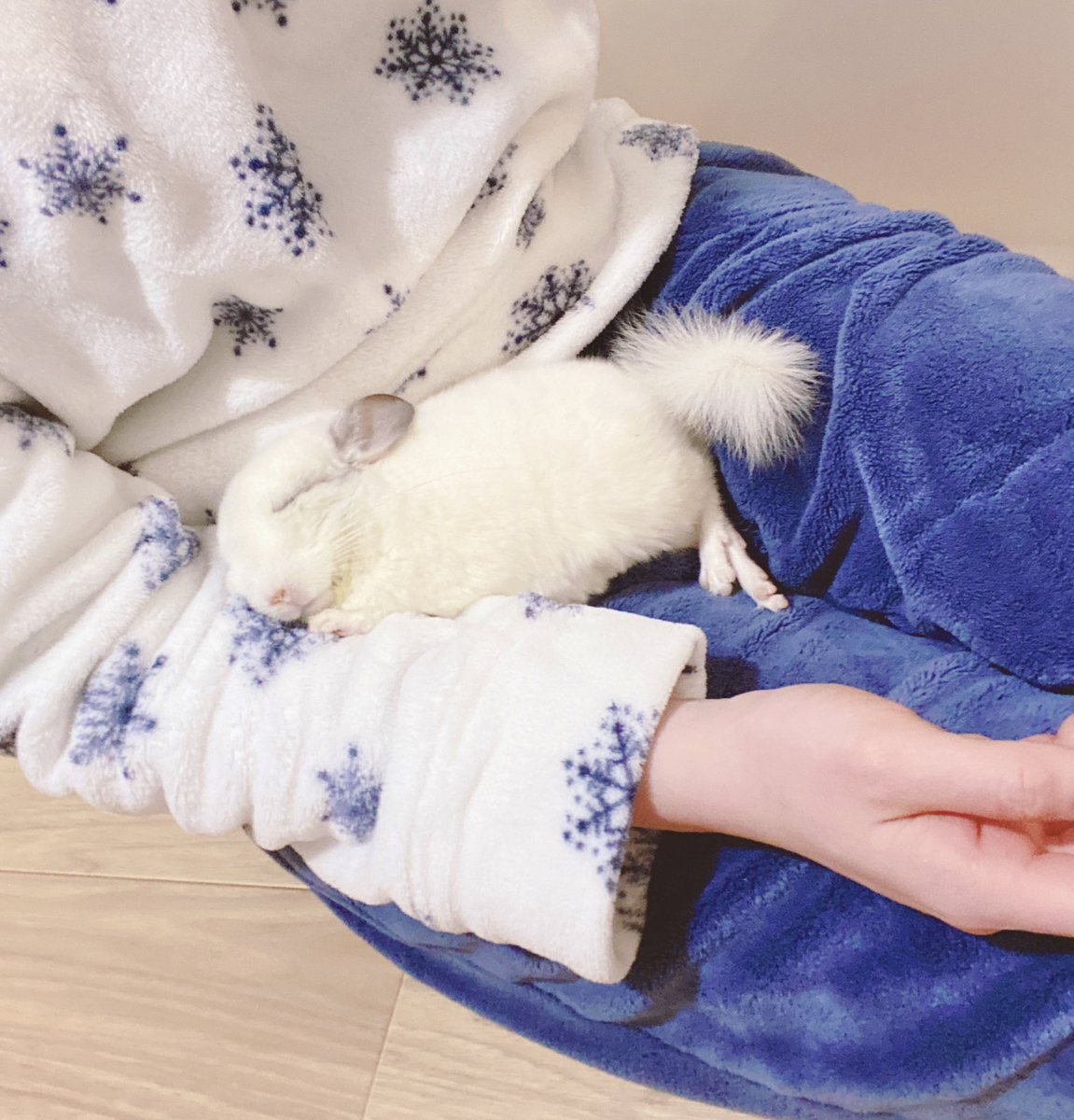 あおの🐭 tweet media