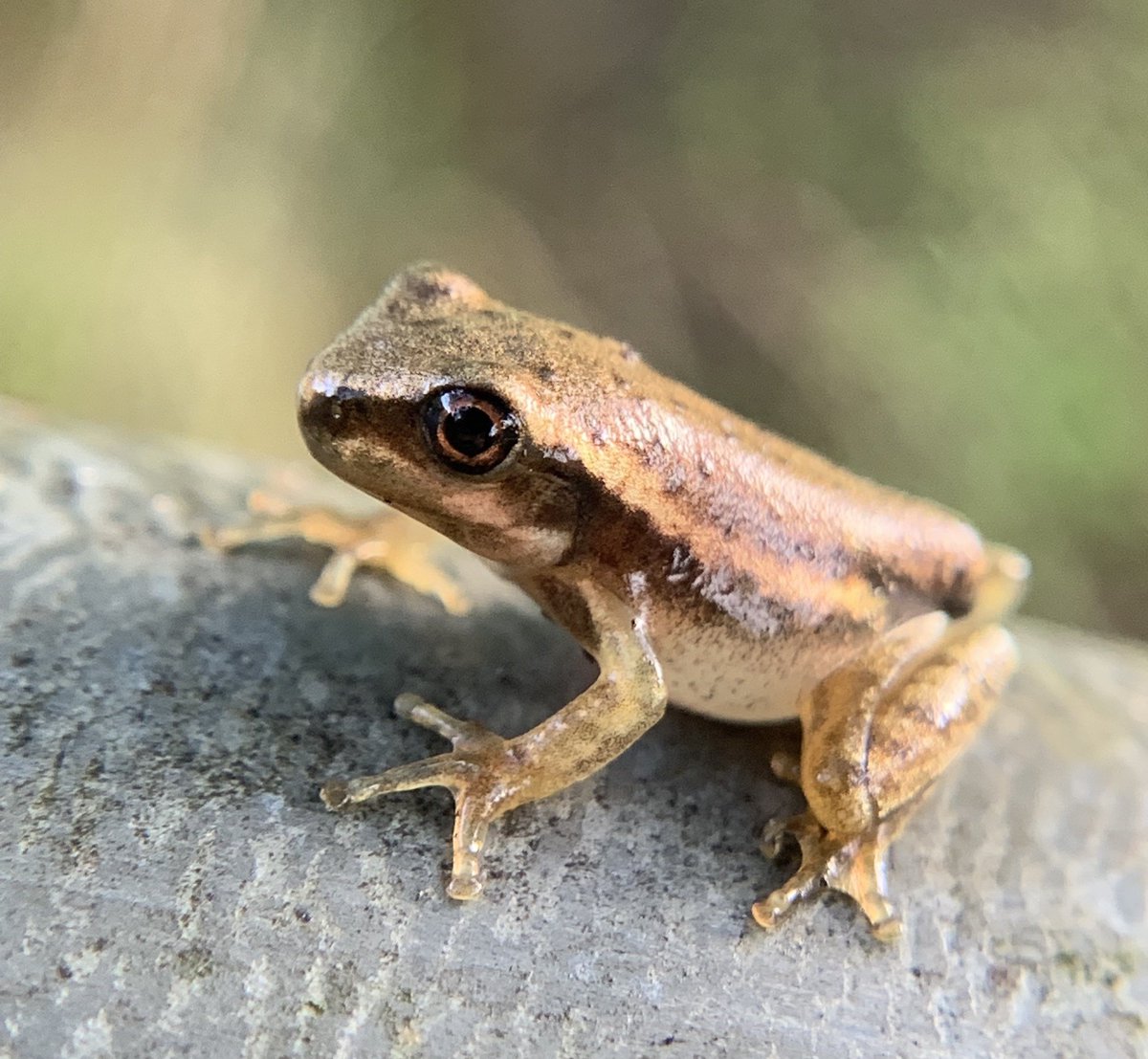 chefmaeda's tweet photo. some of my favorite wildlife photographs i took from 2021 - Strombus alatus, Prionyx parkeri, Osteopilus septentrionalis, Stilpnochlora couloniana https://t.co/rVr55yZz3f
