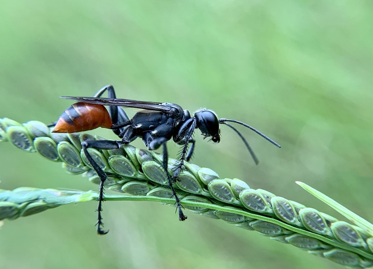 chefmaeda's tweet photo. some of my favorite wildlife photographs i took from 2021 - Strombus alatus, Prionyx parkeri, Osteopilus septentrionalis, Stilpnochlora couloniana https://t.co/rVr55yZz3f