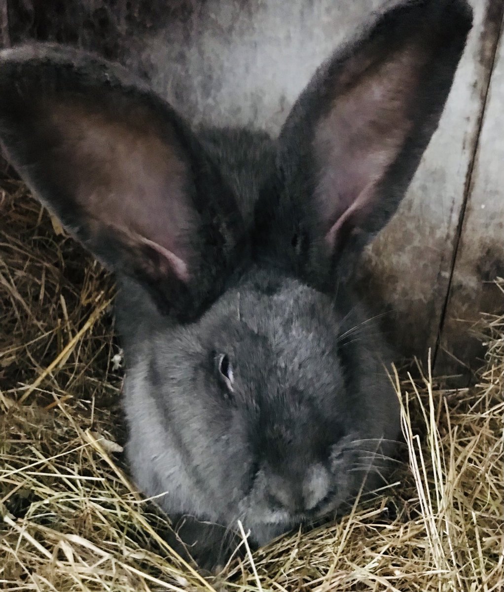 maycats56's tweet photo. New Year Babies Born today https://t.co/6jI7TxrYlJ